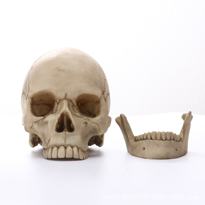 1:1 Menschlicher Kopf Schädel Statue für Wohnkultur Harz Figuren Halloween Dekoration Skulptur Medizinische Lehrskizze Modell Kunsthandwerk