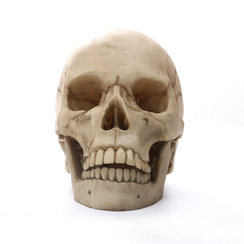 1:1 Menschlicher Kopf Schädel Statue für Wohnkultur Harz Figuren Halloween Dekoration Skulptur Medizinische Lehrskizze Modell Kunsthandwerk