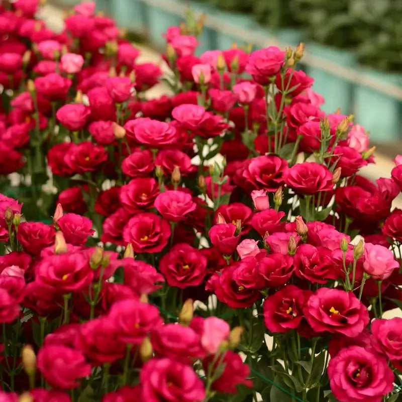 Frendorf | 200 Samen Eustoma-Dornlose Rosensamen – Schnelles Keimen & Lange Blütezeit