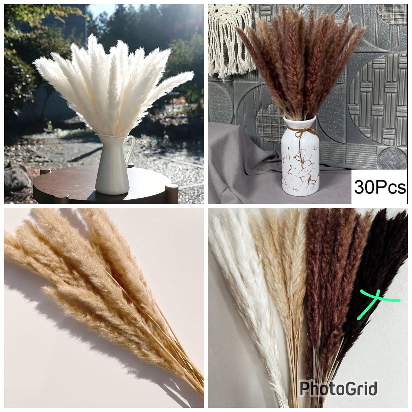 Frendorf | 10 Stück Mini Pampasgras