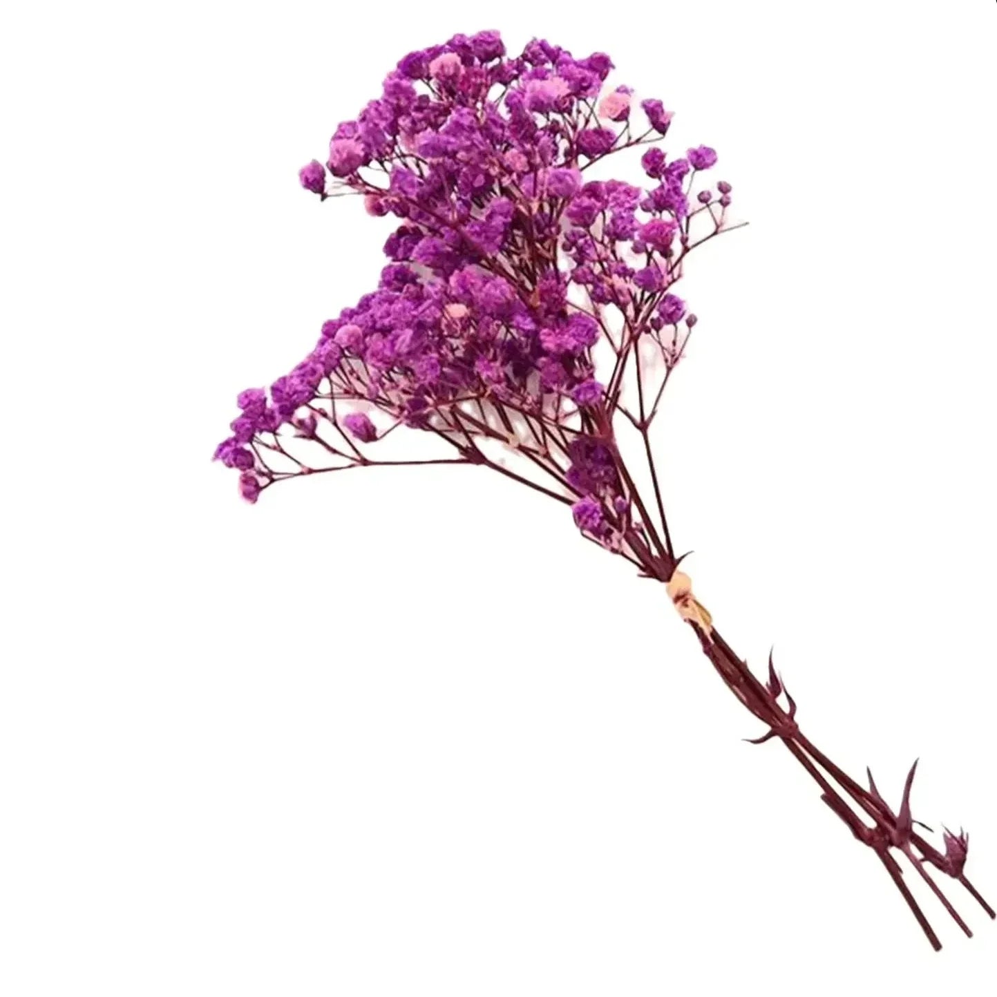 Frendorf | BloomAura Natürliche Getrocknete Schleierkraut-Blüten | Dekorative Trockenblumen | Vielseitige Deko für Zuhause & Events