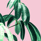 Pink Tropics  2