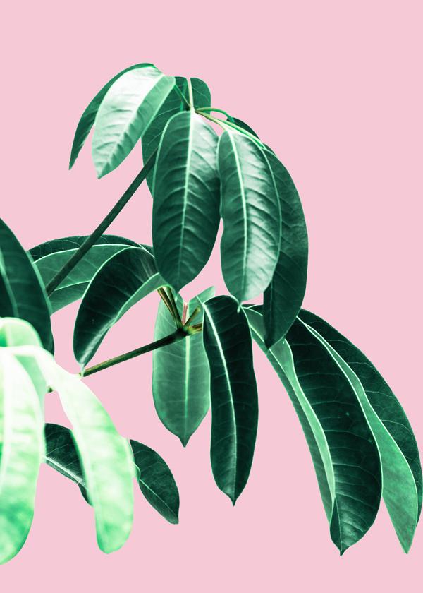 Pink Tropics  2
