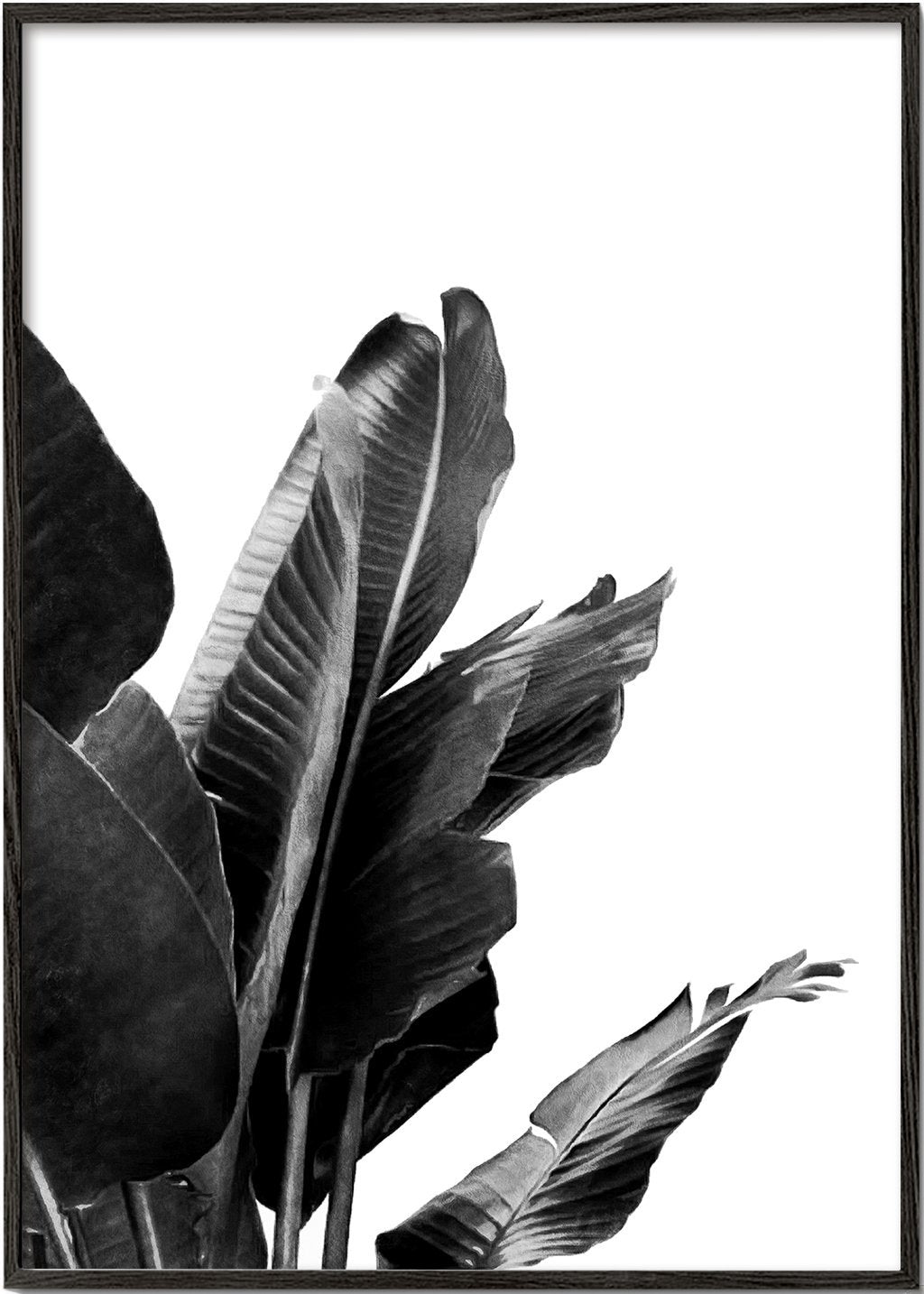 Paradise Bird Plant Schwarz und Weiß 02