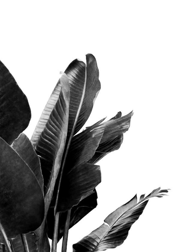 Paradise Bird Plant Schwarz und Weiß 02