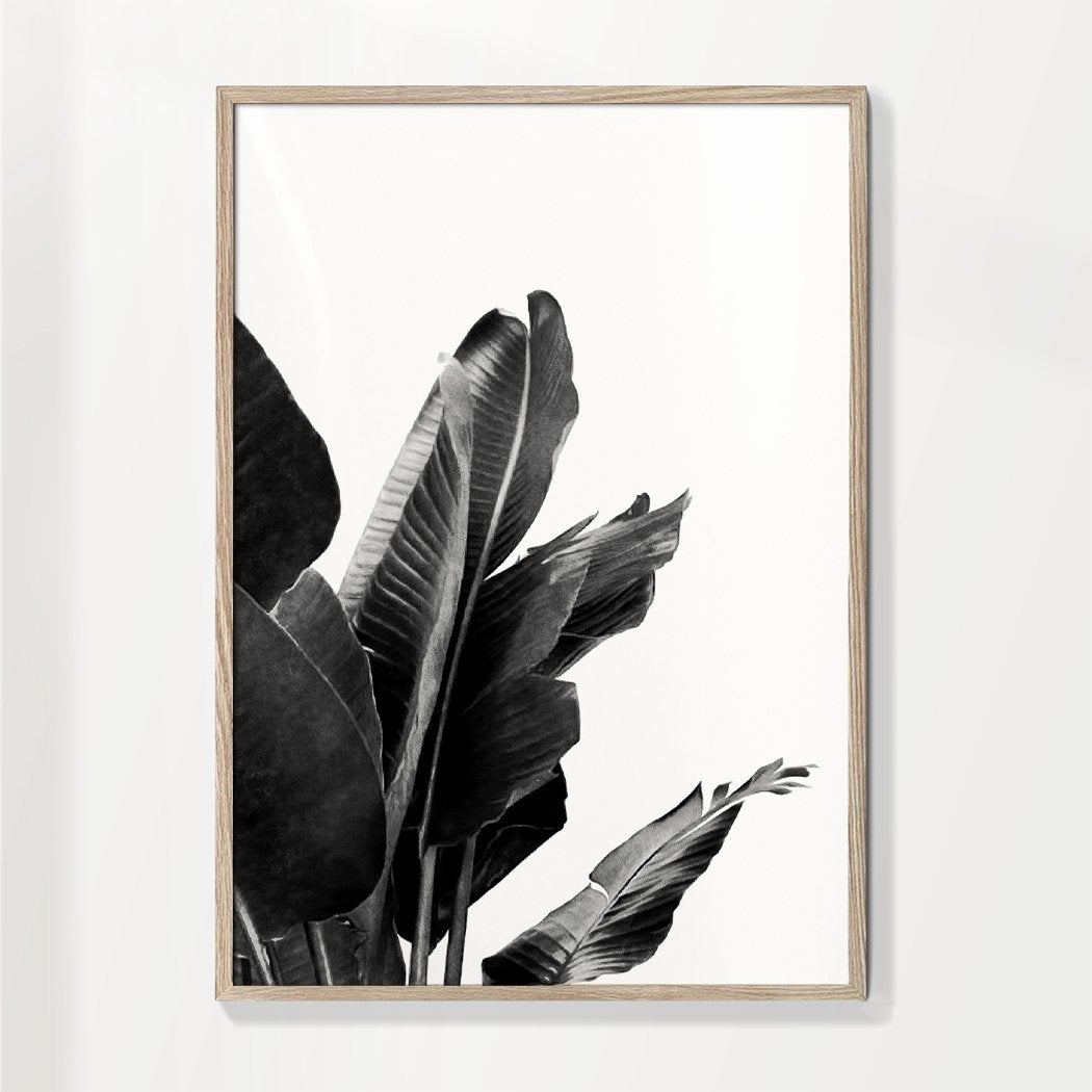 Paradise Bird Plant Schwarz und Weiß 02