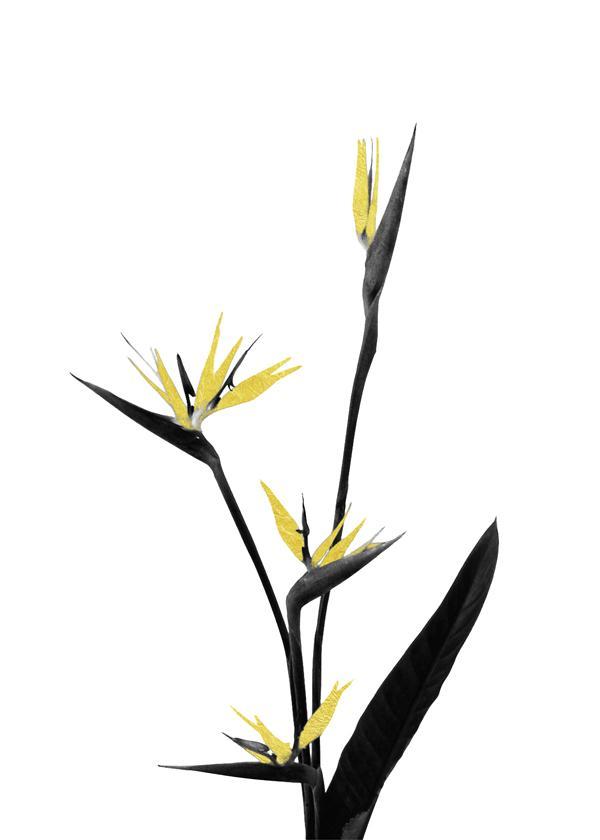 Blumen Minimal Schwarz und Gold 05