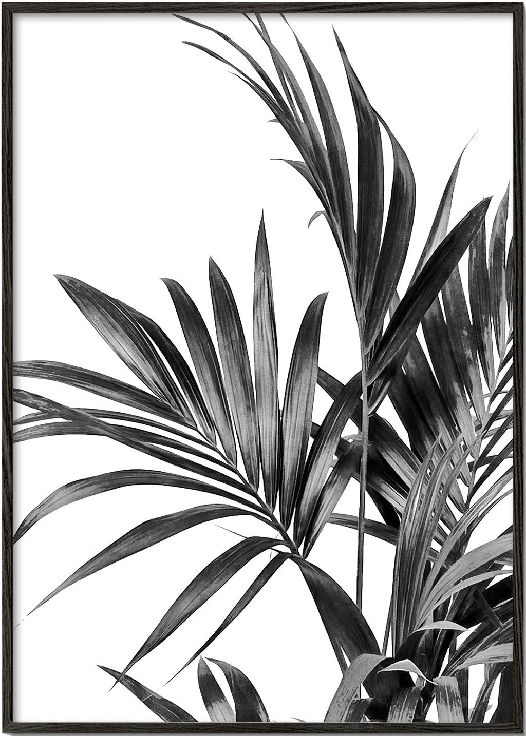 Palmenblätter Schwarz und Weiß 01