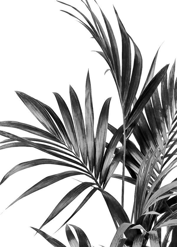 Palmenblätter Schwarz und Weiß 01