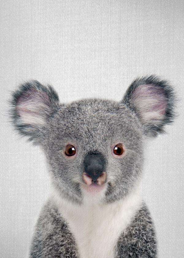 Baby Koala