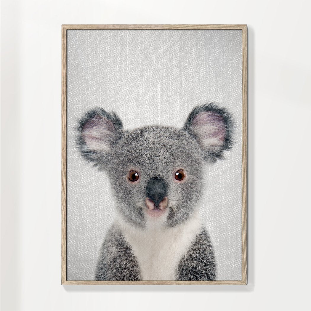 Baby Koala