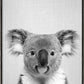 Koala - Schwarz & Weiß
