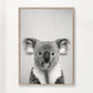 Koala - Schwarz & Weiß