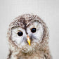 Baby Eule