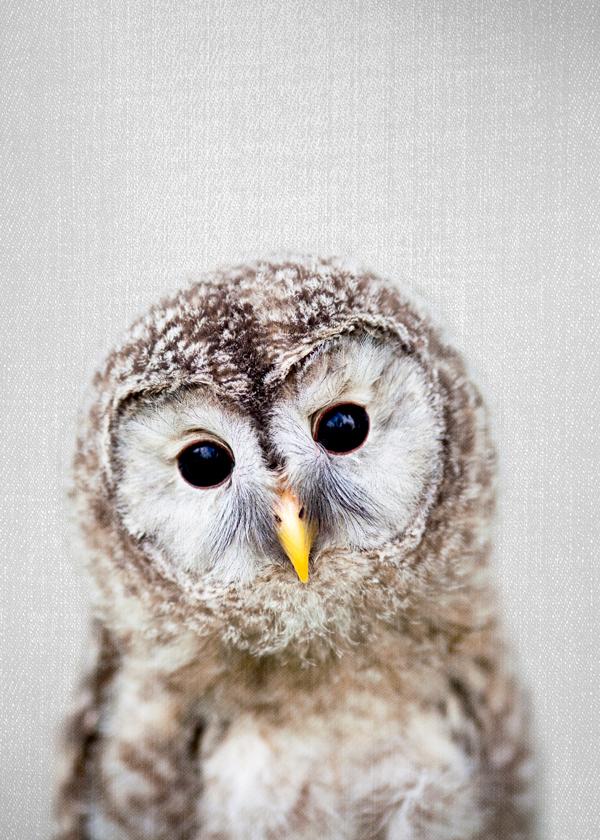Baby Eule