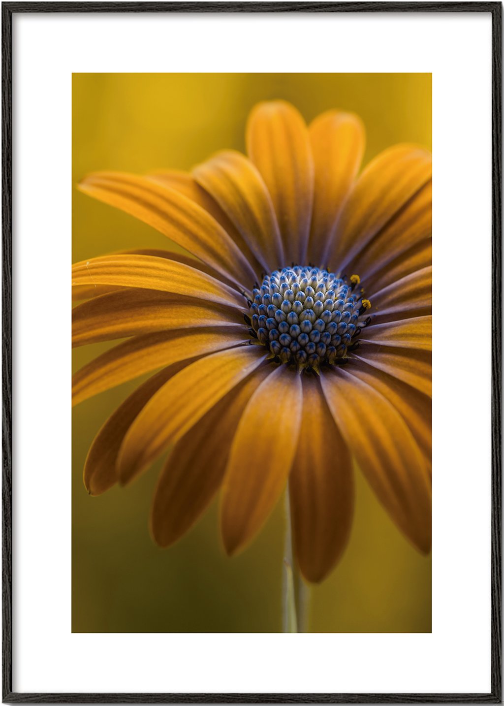 Sunshine Daisy - Mandy Disher