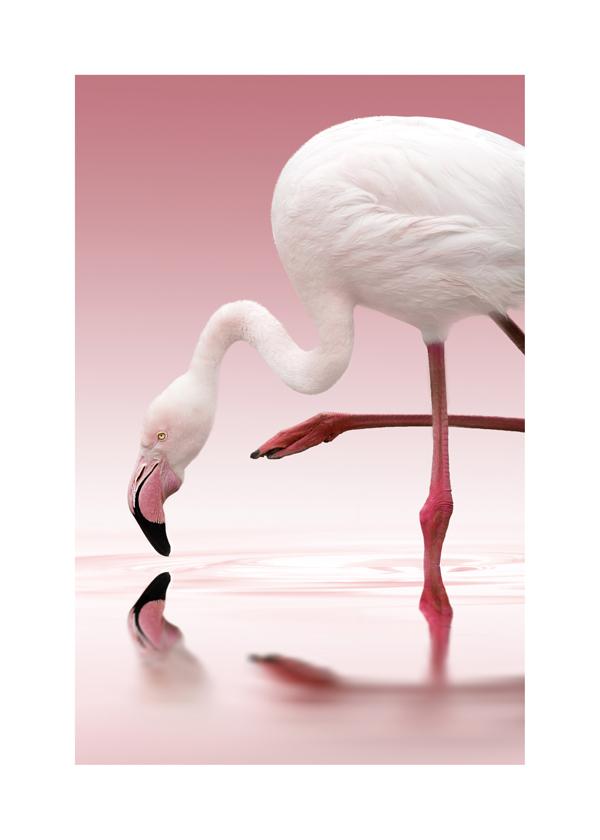 Flamingo - Doris Reindl
