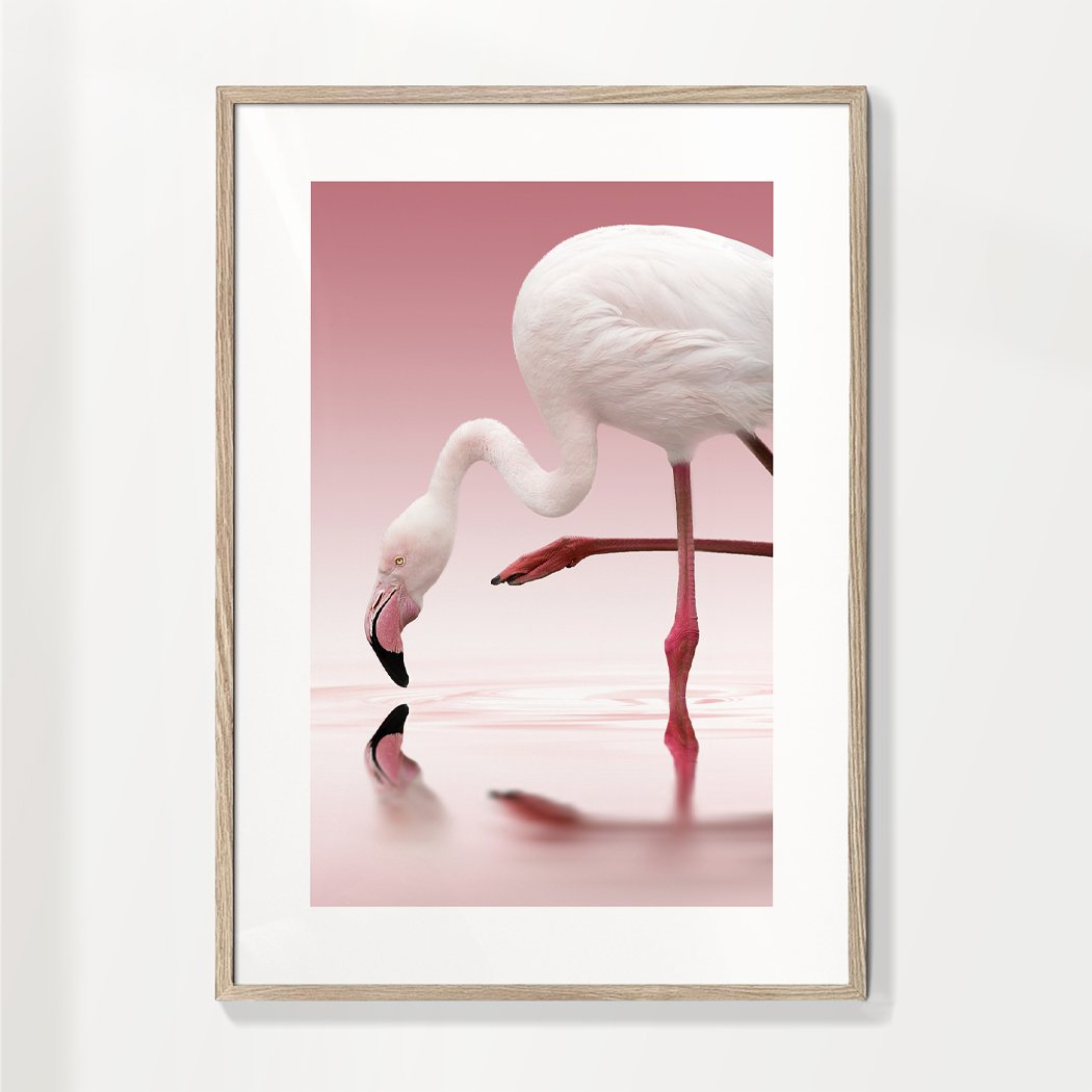 Flamingo - Doris Reindl