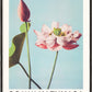 Lotus Flowers (Special Edition) - Ogawa Kazumasa