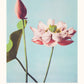 Lotus Flowers (Special Edition) - Ogawa Kazumasa