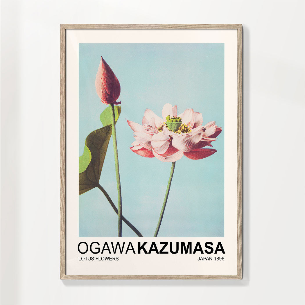 Lotus Flowers (Special Edition) - Ogawa Kazumasa