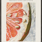 Le marche fermier - PAMPLEMOUSSE ROSE
