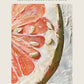 Le marche fermier - PAMPLEMOUSSE ROSE