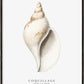 Frendorf | Die Gastropodenschale (Coquillage) - Sealife-Kollektion