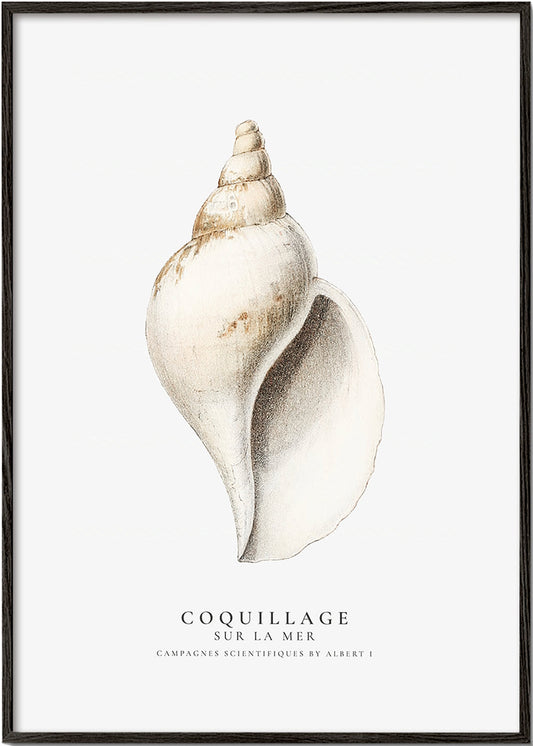 Frendorf | Die Gastropodenschale (Coquillage) - Sealife-Kollektion