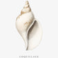 Frendorf | Die Gastropodenschale (Coquillage) - Sealife-Kollektion