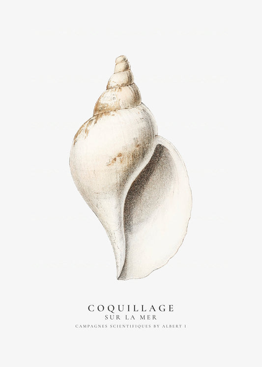 Frendorf | Die Gastropodenschale (Coquillage) - Sealife-Kollektion