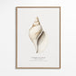 Frendorf | Die Gastropodenschale (Coquillage) - Sealife-Kollektion