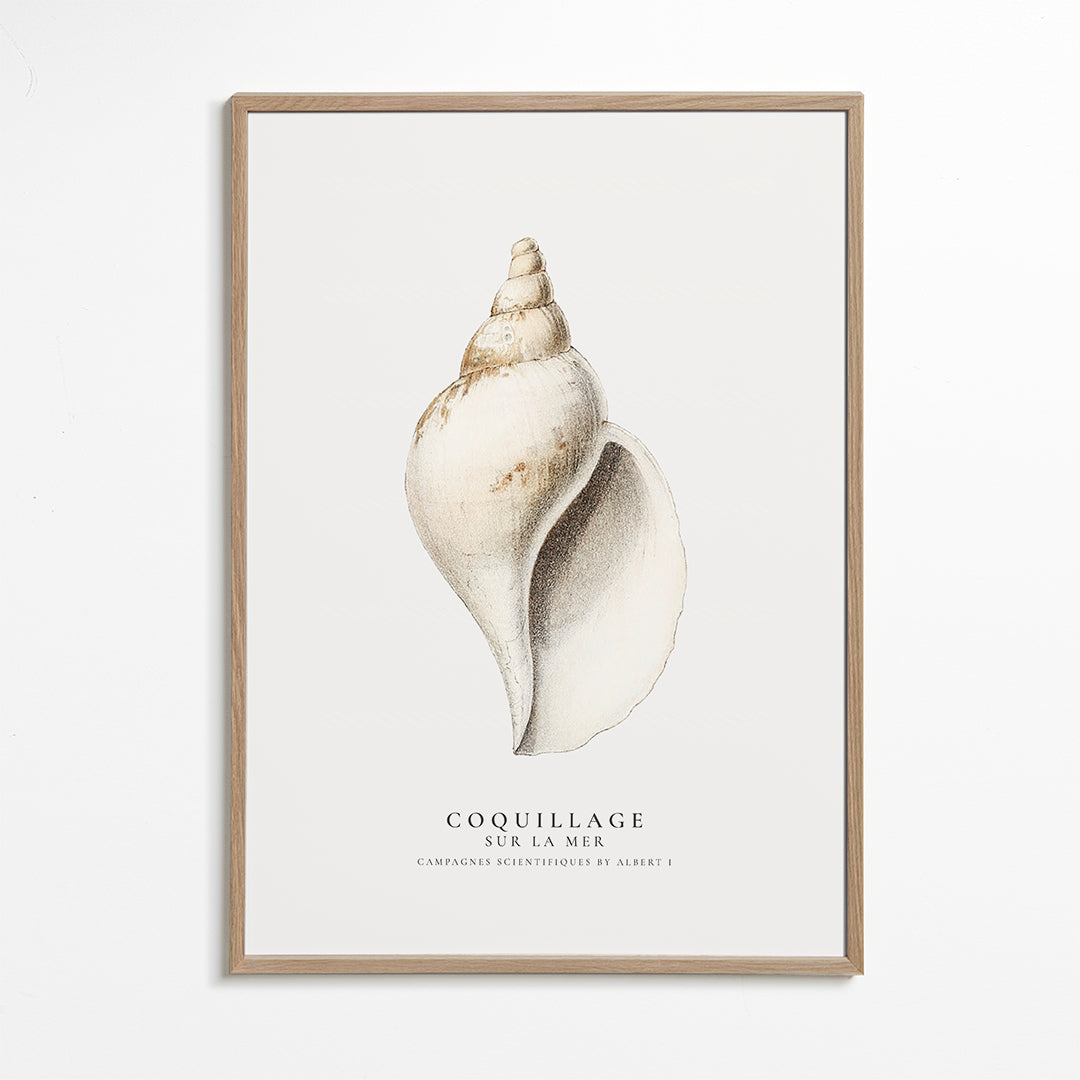Frendorf | Die Gastropodenschale (Coquillage) - Sealife-Kollektion