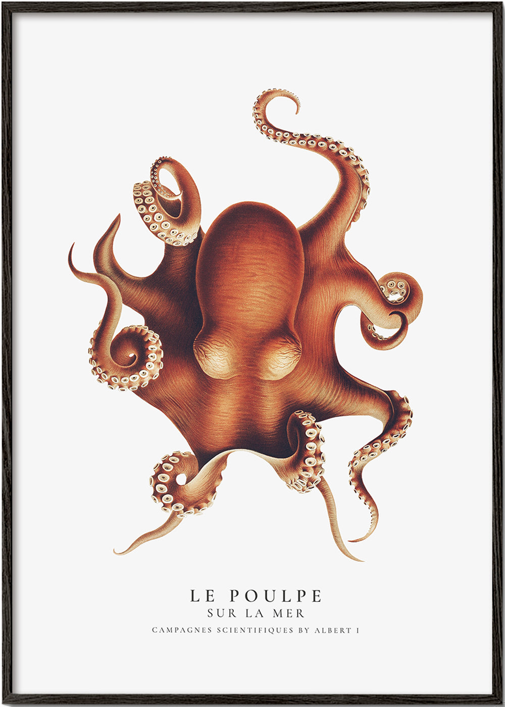 Der Oktopus (Der Poulpe) - Sealife-Kollektion