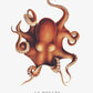 Der Oktopus (Der Poulpe) - Sealife-Kollektion