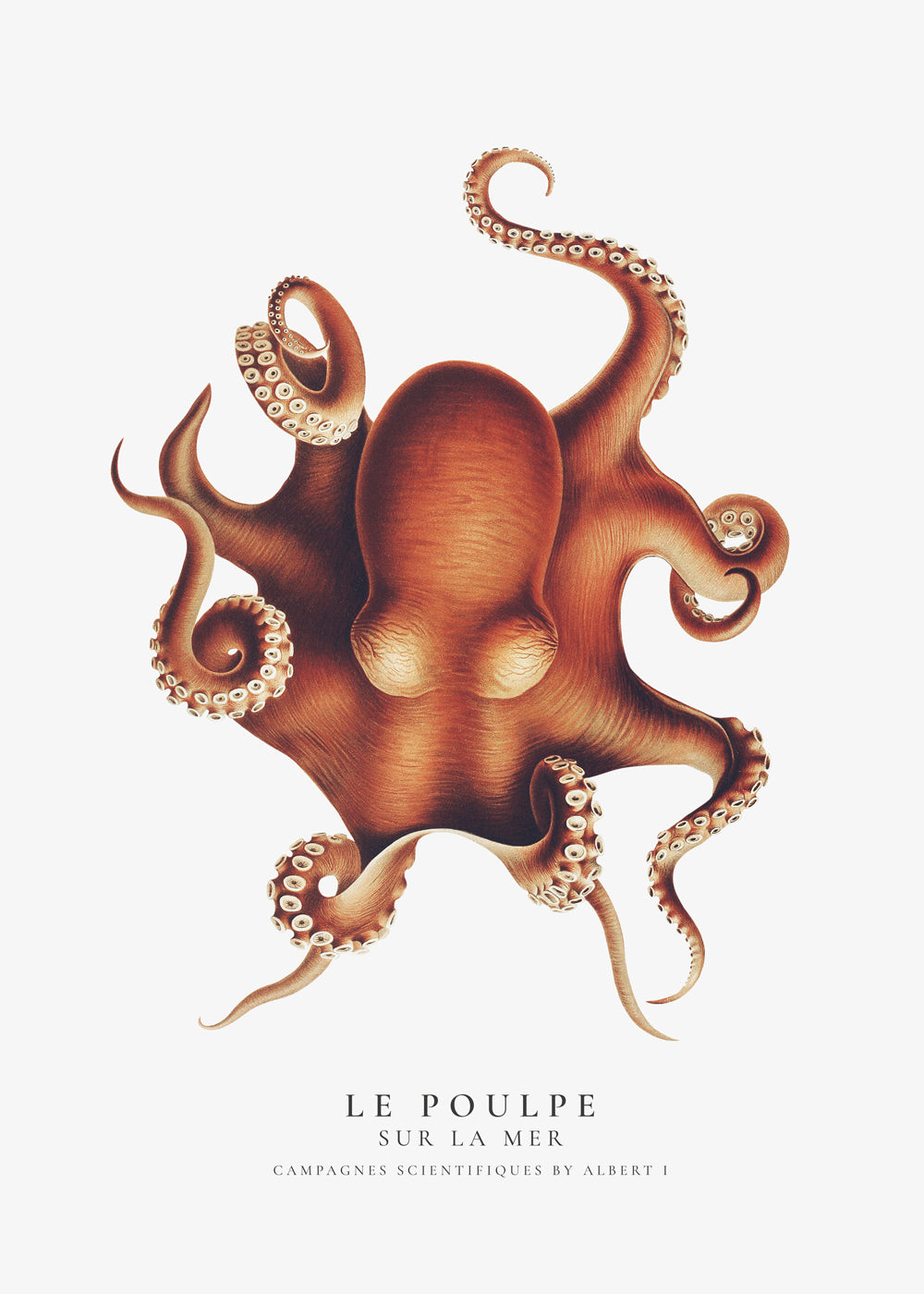 Der Oktopus (Der Poulpe) - Sealife-Kollektion