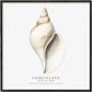 Frendorf | Die Gastropodenschale (Coquillage) - Sealife Kollektion - QUADRAT