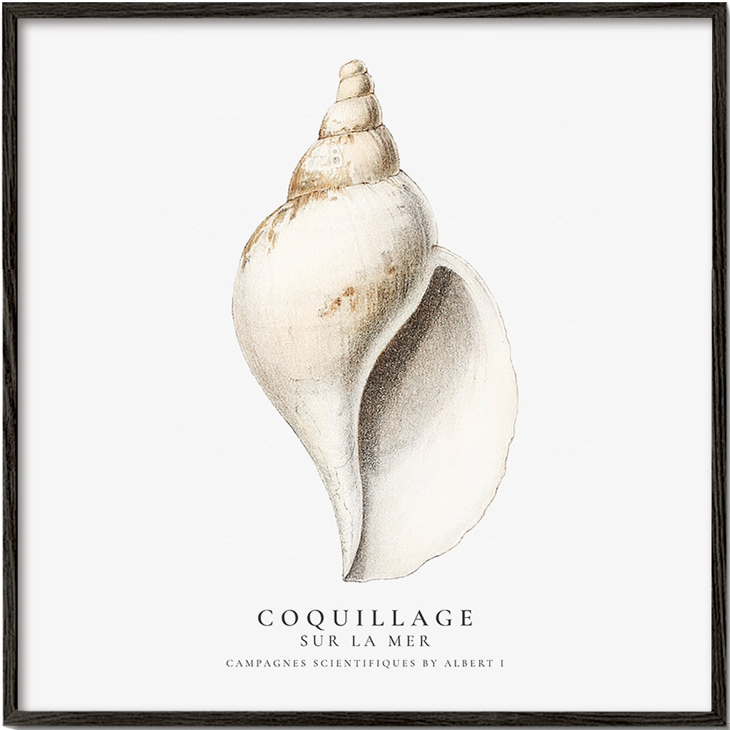 Frendorf | Die Gastropodenschale (Coquillage) - Sealife Kollektion - QUADRAT