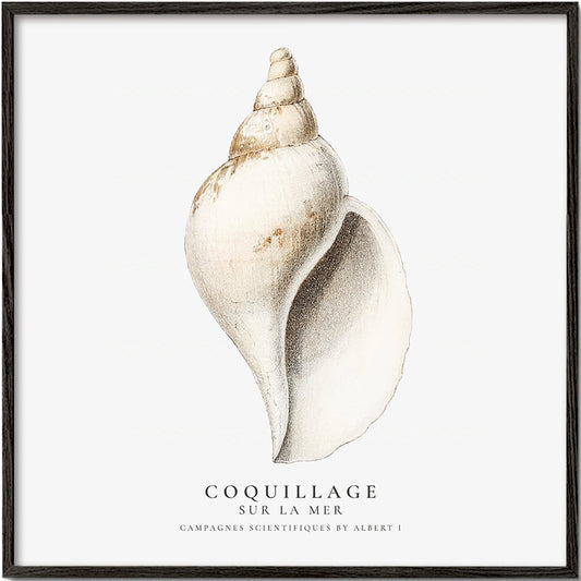 Frendorf | Die Gastropodenschale (Coquillage) - Sealife Kollektion - QUADRAT