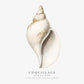 Frendorf | Die Gastropodenschale (Coquillage) - Sealife Kollektion - QUADRAT