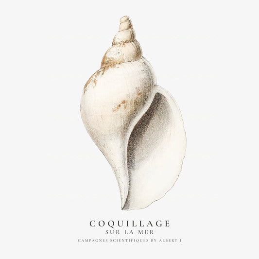 Frendorf | Die Gastropodenschale (Coquillage) - Sealife Kollektion - QUADRAT