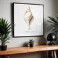 Frendorf | Die Gastropodenschale (Coquillage) - Sealife Kollektion - QUADRAT