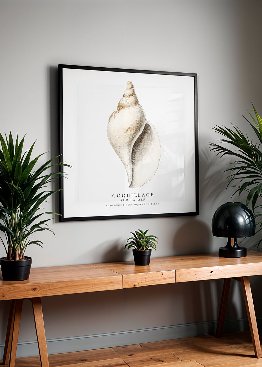 Frendorf | Die Gastropodenschale (Coquillage) - Sealife Kollektion - QUADRAT