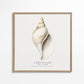 Frendorf | Die Gastropodenschale (Coquillage) - Sealife Kollektion - QUADRAT