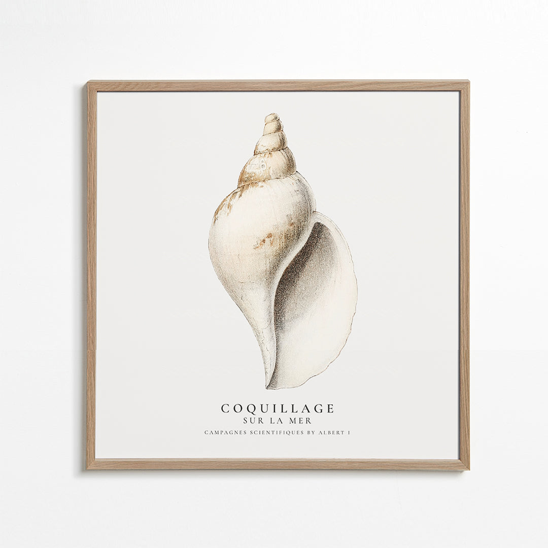 Frendorf | Die Gastropodenschale (Coquillage) - Sealife Kollektion - QUADRAT