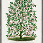 Frendorf | Hardy Magnolia Baum Lithografie - Botanisches Exemplar Rochester