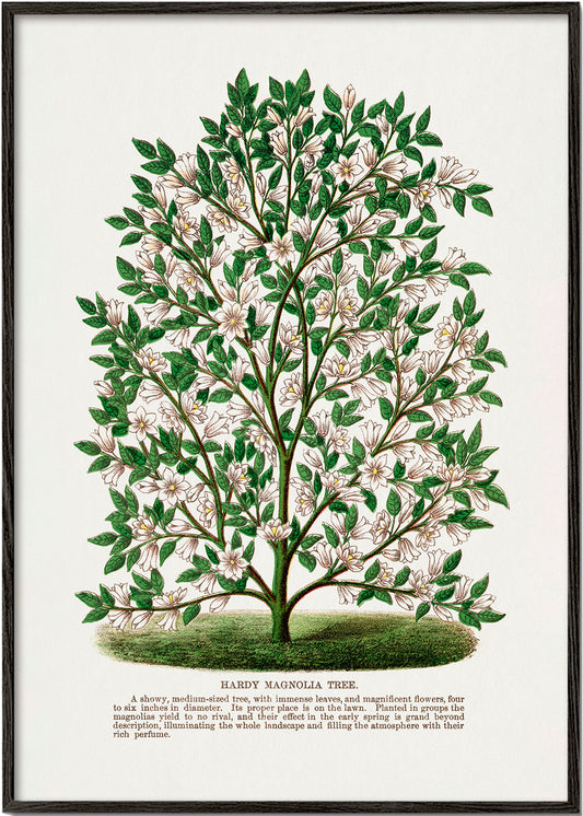 Frendorf | Hardy Magnolia Baum Lithografie - Botanisches Exemplar Rochester