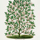Frendorf | Hardy Magnolia Baum Lithografie - Botanisches Exemplar Rochester