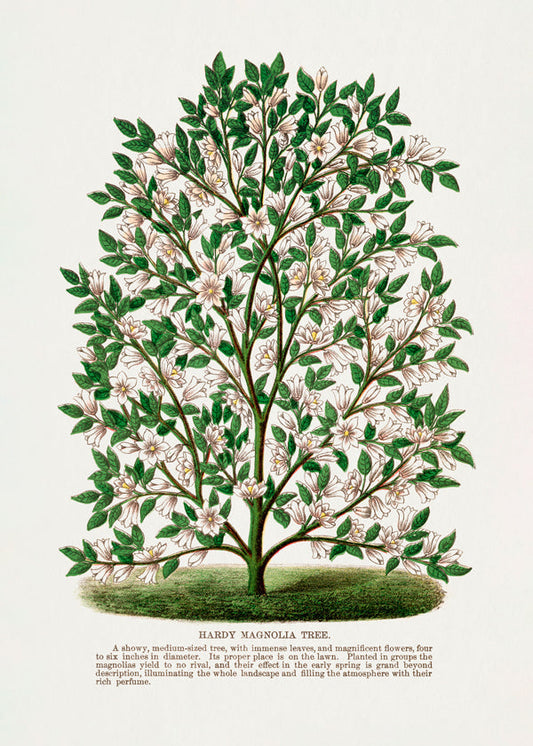 Frendorf | Hardy Magnolia Baum Lithografie - Botanisches Exemplar Rochester