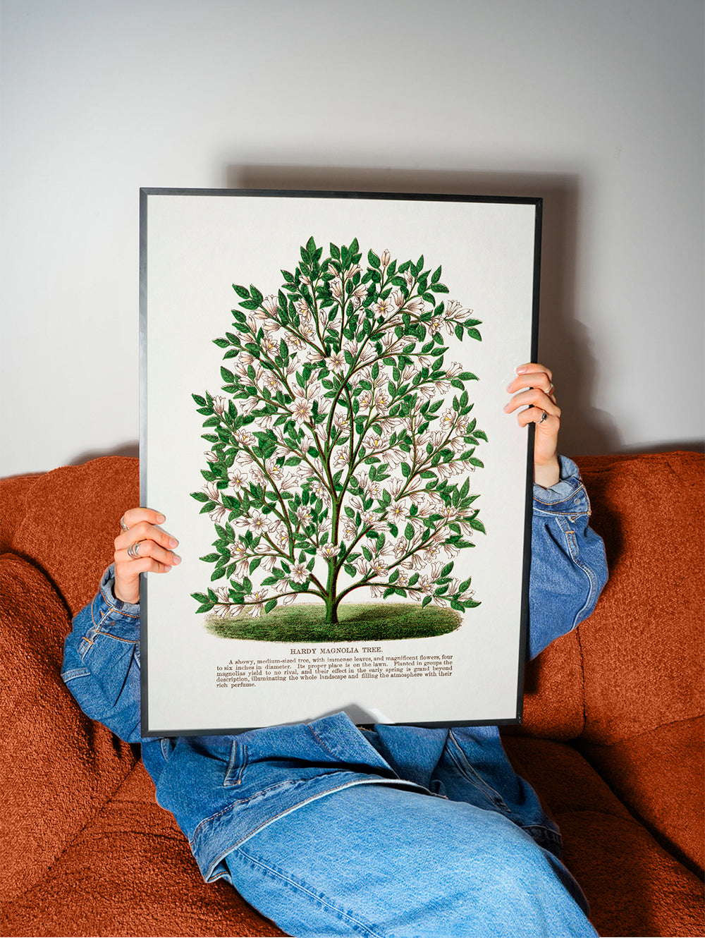 Frendorf | Hardy Magnolia Baum Lithografie - Botanisches Exemplar Rochester